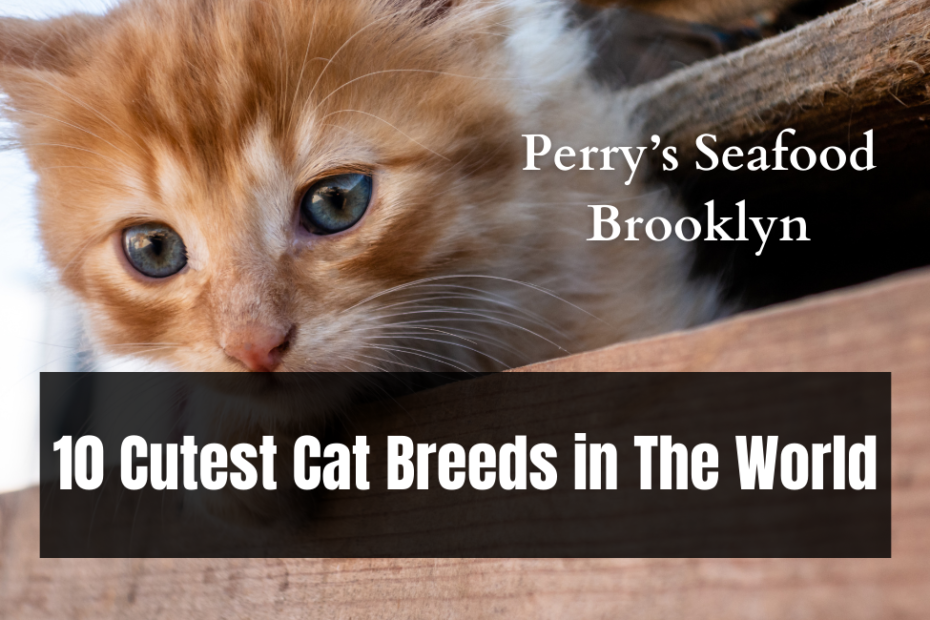 10 Cutest Cat Breeds in The World