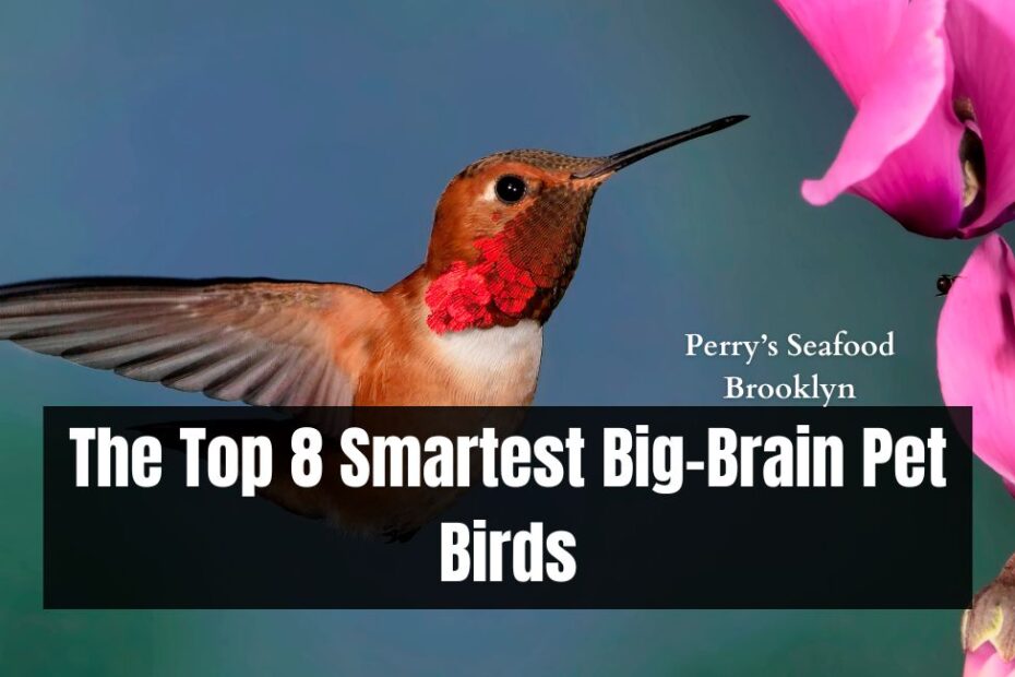 The Top 7 Smartest Big-Brain Pet Birds